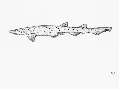Australian spotted catshark (Asymbolus analis)