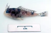Australian spotted handfish (Brachionichthys australis)