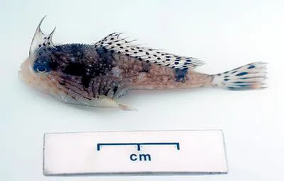 Australian spotted handfish (Brachionichthys australis)