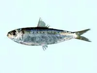 Australian spotted herring (Herklotsichthys lippa)
