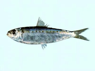Australian spotted herring (Herklotsichthys lippa)