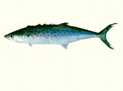 Australian spotted mackerel (Scomberomorus munroi)