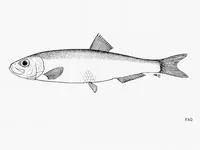Australian sprat (Sprattus novaehollandiae)