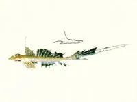 Australian stinkfish (Callionymus australis)