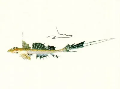 Australian stinkfish (Callionymus australis)