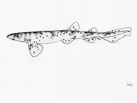 Australian swellshark (Cephaloscyllium laticeps)