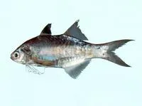 Australian threadfin (Polydactylus multiradiatus)