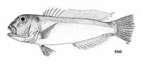 Australian tilefish (Branchiostegus australiensis)