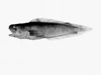 Australian tusk (Dannevigia tusca)