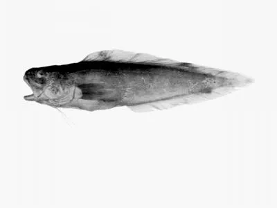 Australian tusk (Dannevigia tusca)