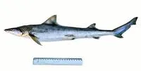 Australian weasel shark (Hemigaleus australiensis)