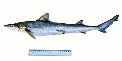 Australian weasel shark (Hemigaleus australiensis)