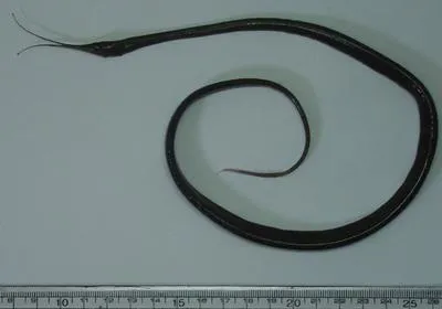 Avocet snipe eel (Avocettina infans)