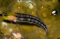 Axelrod's clown blenny (Ecsenius axelrodi)