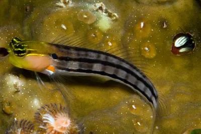 Axelrod's clown blenny (Ecsenius axelrodi)
