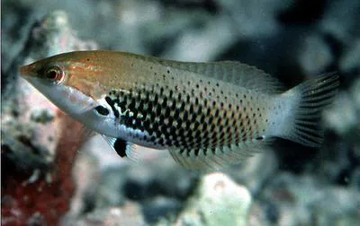 Axil spot  wrasse (Halichoeres podostigma)