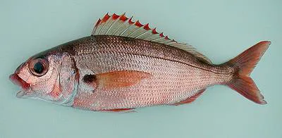 Axillary seabream (Pagellus acarne)