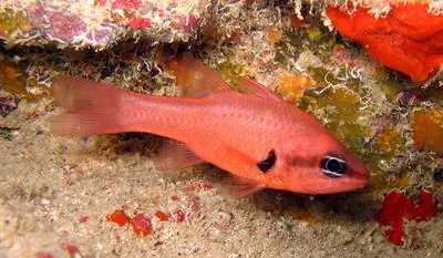 Axillary-spot cardinalfish (Apogon axillaris)