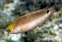 Axillary wrasse (Symphodus mediterraneus)