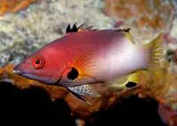 Axilspot hogfish (Bodianus axillaris)