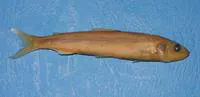Ayu sweetfish (Plecoglossus altivelis altivelis)