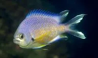 Azores chromis (Chromis limbata)