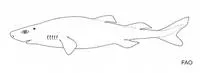 Azores dogfish (Scymnodalatias garricki)