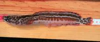 Azores rockling (Gaidropsarus granti)
