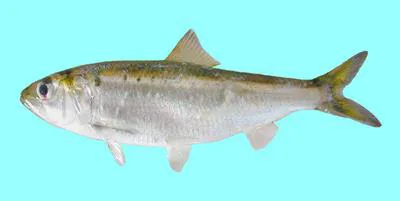Azov shad (Alosa tanaica)