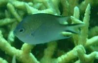 Azure damsel (Altrichthys azurelineatus)