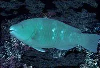 Azure parrotfish (Scarus compressus)