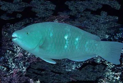 Azure parrotfish (Scarus compressus)
