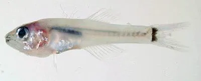 B-spot cardinalfish (Gymnapogon urospilotus)