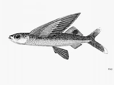Backspot flyingfish (Cheilopogon dorsomacula)