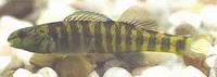 Backwater darter (Etheostoma zonifer)