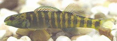 Backwater darter (Etheostoma zonifer)