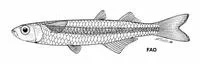 Backwaters silverside (Membras analis)