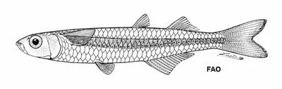 Backwaters silverside (Membras analis)