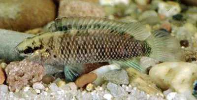 Badis (Badis badis)
