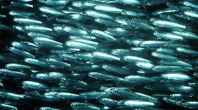 Baelama anchovy (Thryssa baelama)