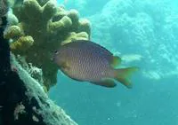 Baensch's damsel (Pomacentrus baenschi)