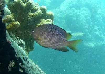 Baensch's damsel (Pomacentrus baenschi)