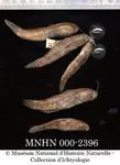 Bagamoyo goby (Acentrogobius simplex)