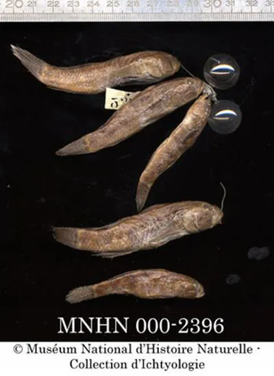 Bagamoyo goby (Acentrogobius simplex)
