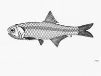 Bagan anchovy (Stolephorus baganensis)