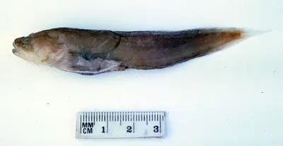 Bagbelly cusk (Saccogaster tuberculata)