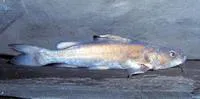 Bagrid catfish (Chrysichthys nigrodigitatus)