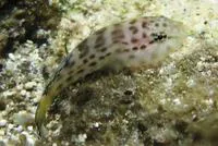 Bahama skilletfish (Gobiesox lucayanus)