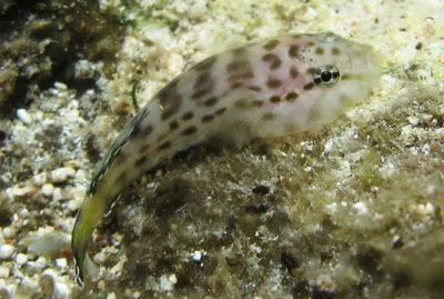Bahama skilletfish (Gobiesox lucayanus)