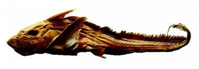 Bahamas ghost shark (Chimaera bahamaensis)